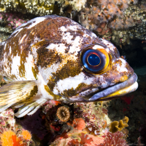 Copper Rockfish of The Great Bear Coast