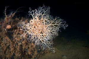 a basket star in dark water