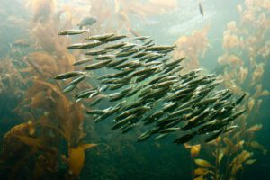 More little fish swimming in a school.