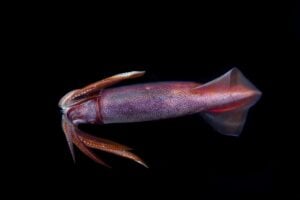 Squid