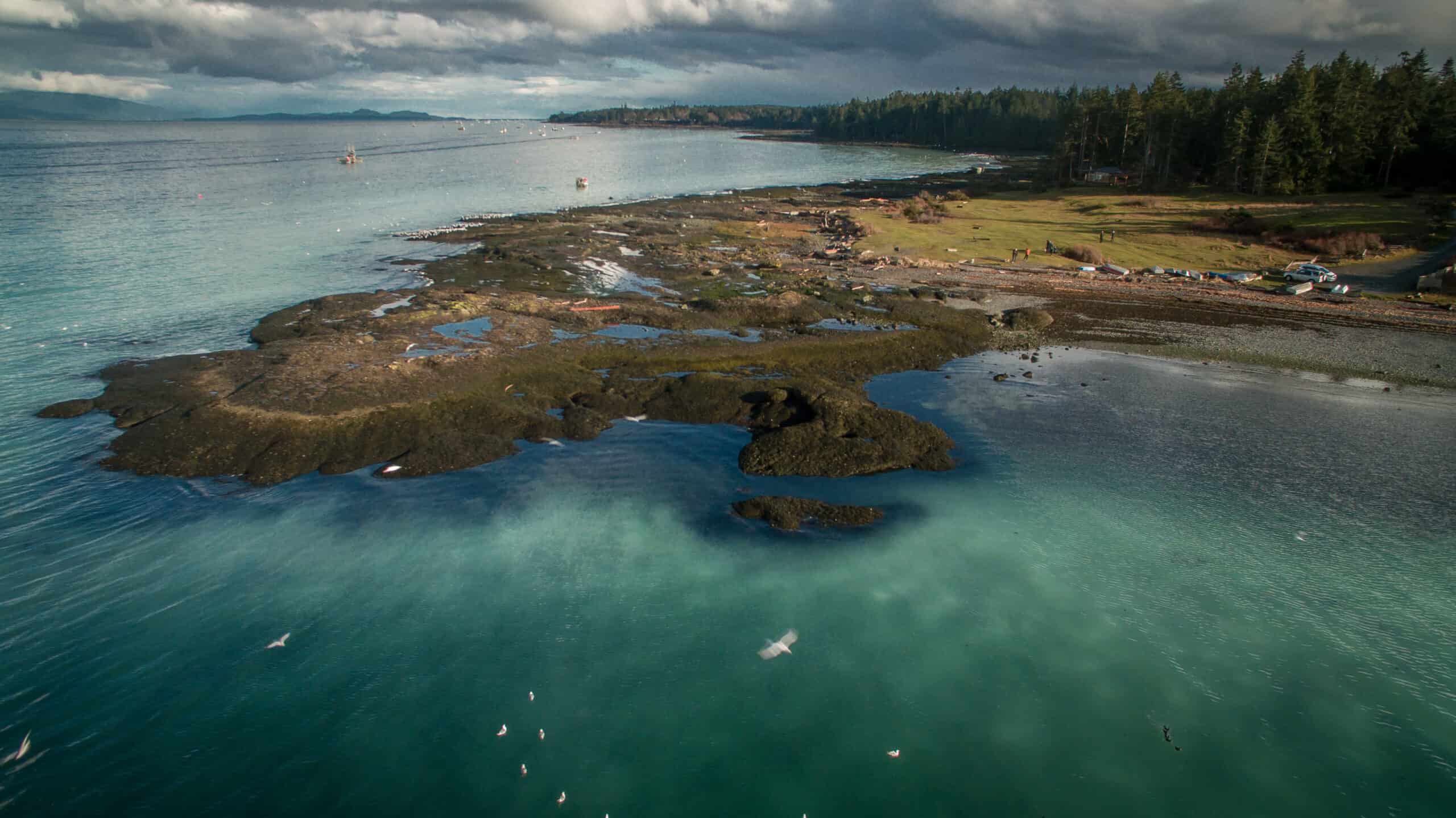 herring spawn at hornby island