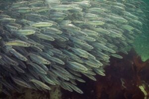 PAcific Herring
