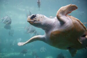 1200px-Loggerhead_sea_turtle