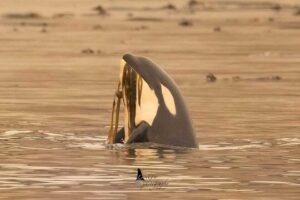 an orca with kelp in its mouth