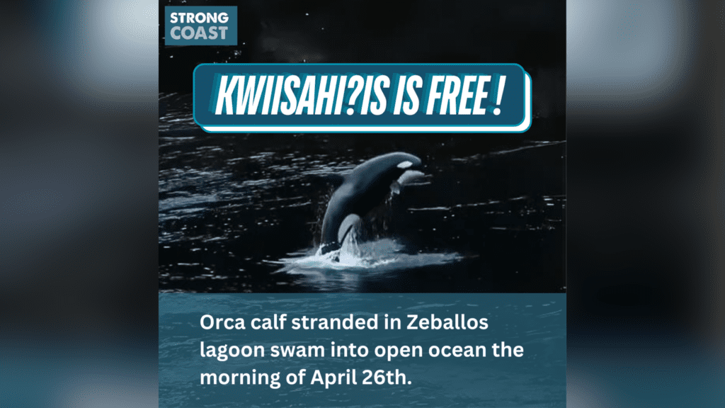 A graphic with the title "KWIISAHI?IS IS FREE"