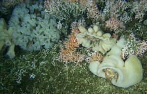 Corals underwater