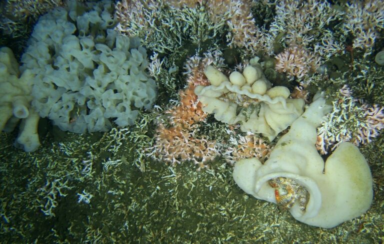 Corals underwater