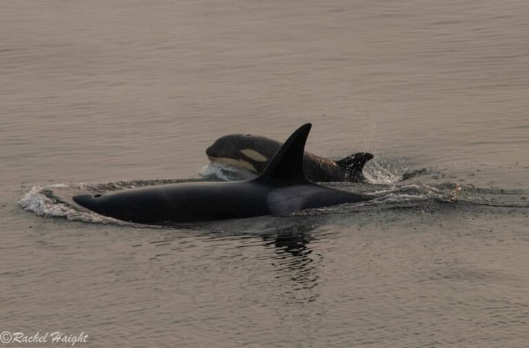 Two orcas in the water