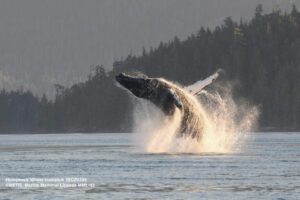 humpback whale breaching