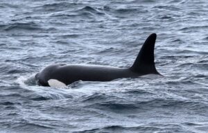 An orca in the ocean