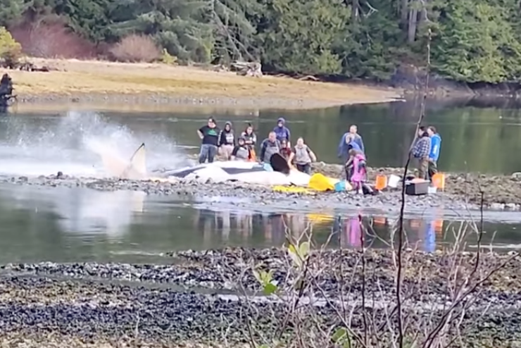A dead orca at a lagoon