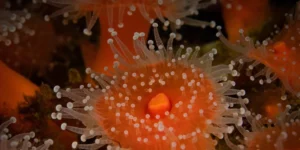 Cold-water anemones