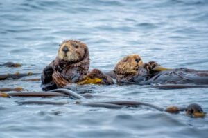 Two otters swimming with kelp