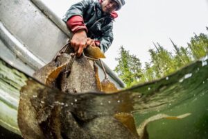 herring fishing using the Spawn on Kelp (SOK) technique