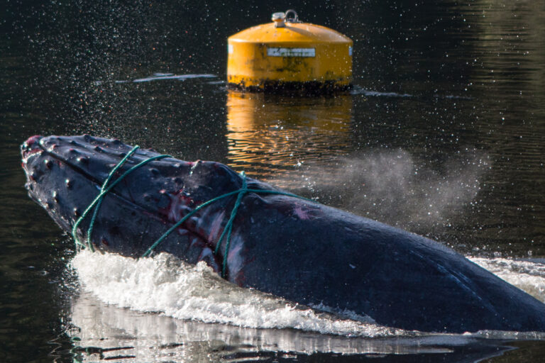 humpwhale whale entangled in a net