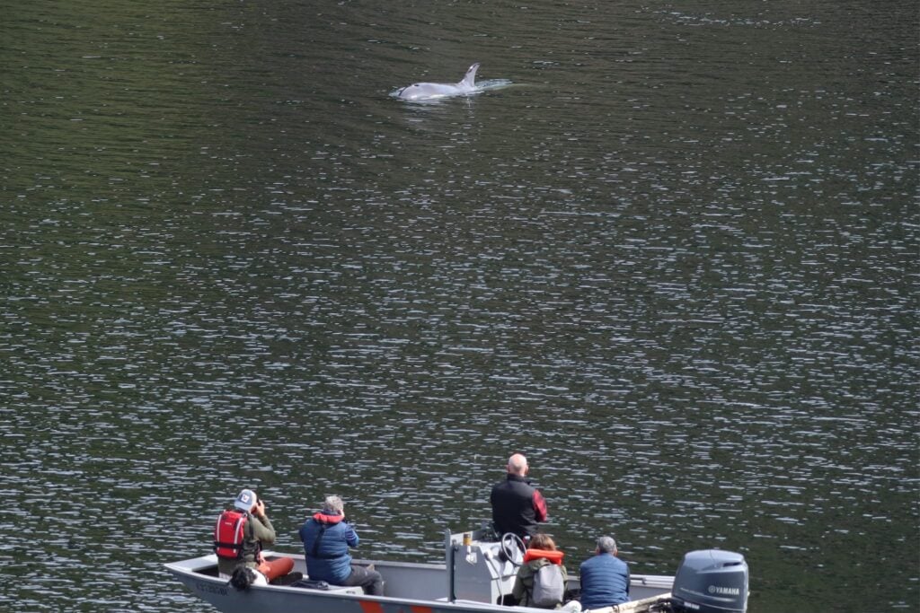 Rescuers watch Brave Little Hunter from their boat