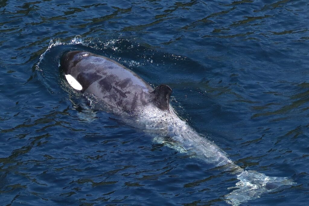 A closeup from the top of Brave Little Hunter in the water