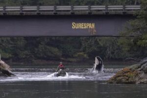 Orphaned whale Brave Little hunter in Zeballos BC photo by Jared Towers