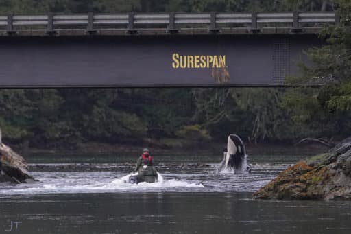 Orphaned whale Brave Little hunter in Zeballos BC photo by Jared Towers
