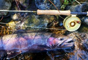 Lake Superior steelhead caught on a fly rod