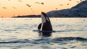 An orca spyhopping during the sunset in waters off BC's coast.