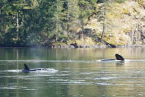 The orca calf known as Brave Little Hunter on the left swimming next to the body of her beached mother, Spong, in the Zeballos lagoon