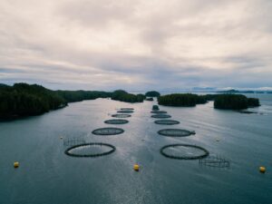 An aerial view of an open-net pen fish farm owned by Mowi Canada West in BC.