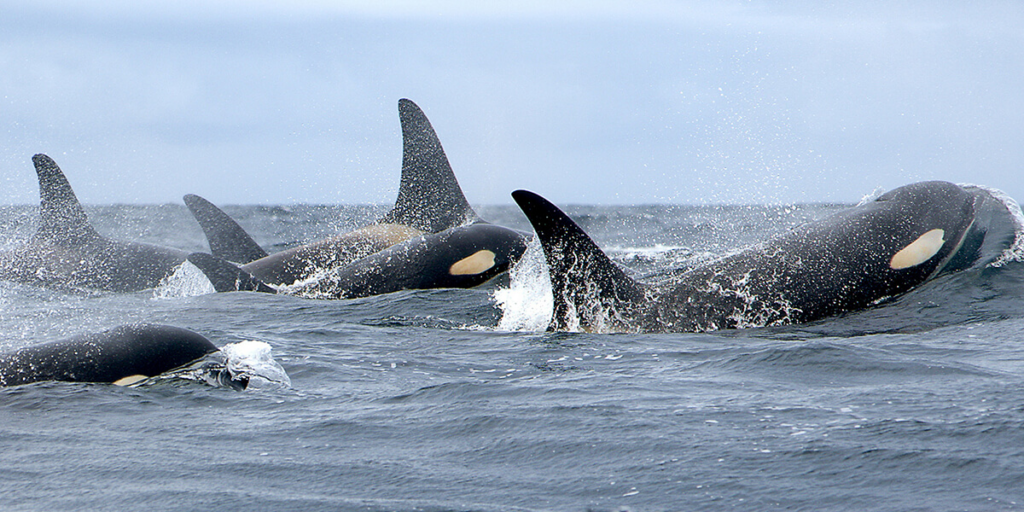 A pod of orcas swimming in the open ocean