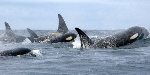 A pod of orcas swimming in the open ocean