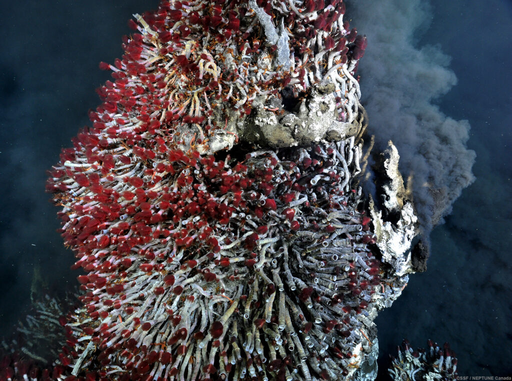 Picture of a coral underwater