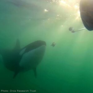 Researchers have called this prey-sharing behaviour “altruistic” and “pro-social.” Photo credit: Orca Research Trust