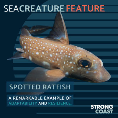 A graphic explaining the characteristics of a spotted ratfish