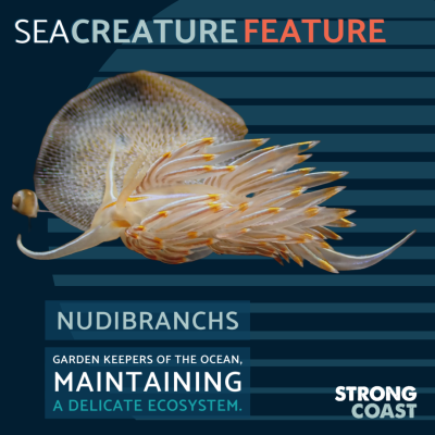 A graphic explaining the characteristics of a nudibranch