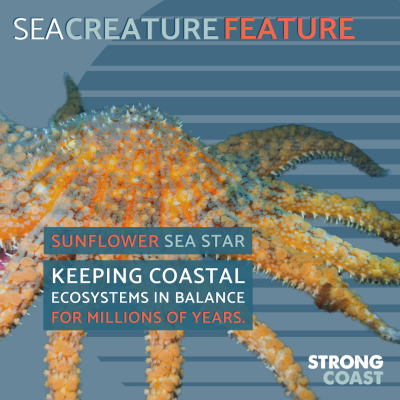 Sea Creature Feature Sunflower Sea Star