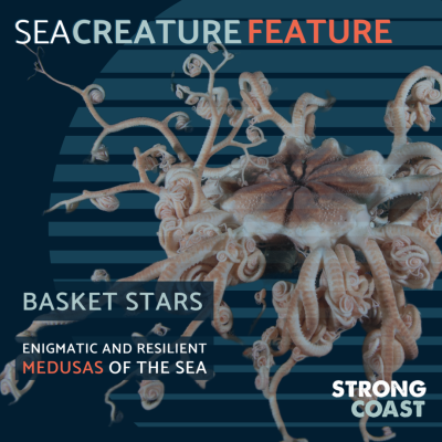 A graphic explaining the characteristics of basket stars
